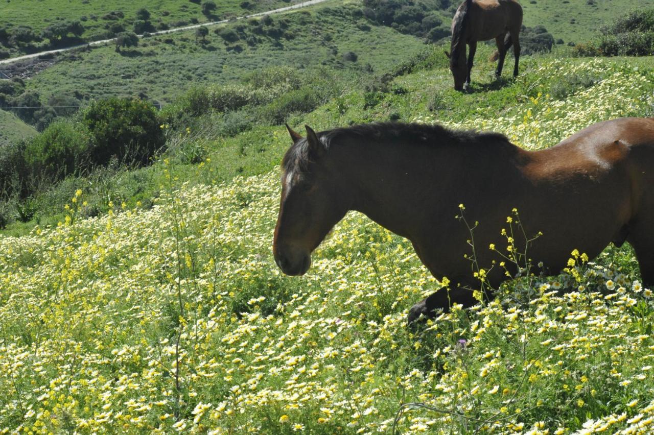 Finca La Cantarera Таріфа Екстер'єр фото